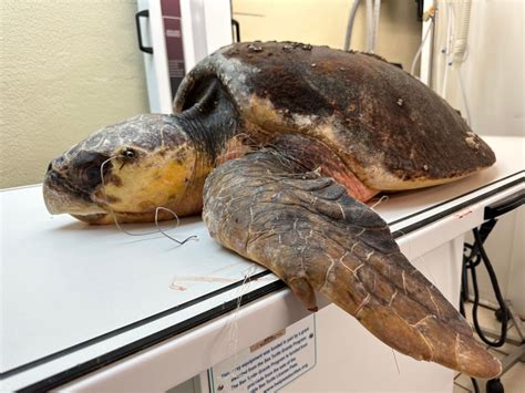 'Malicious intent': Sea turtle shot with spear through head euthanized; suspect sought
